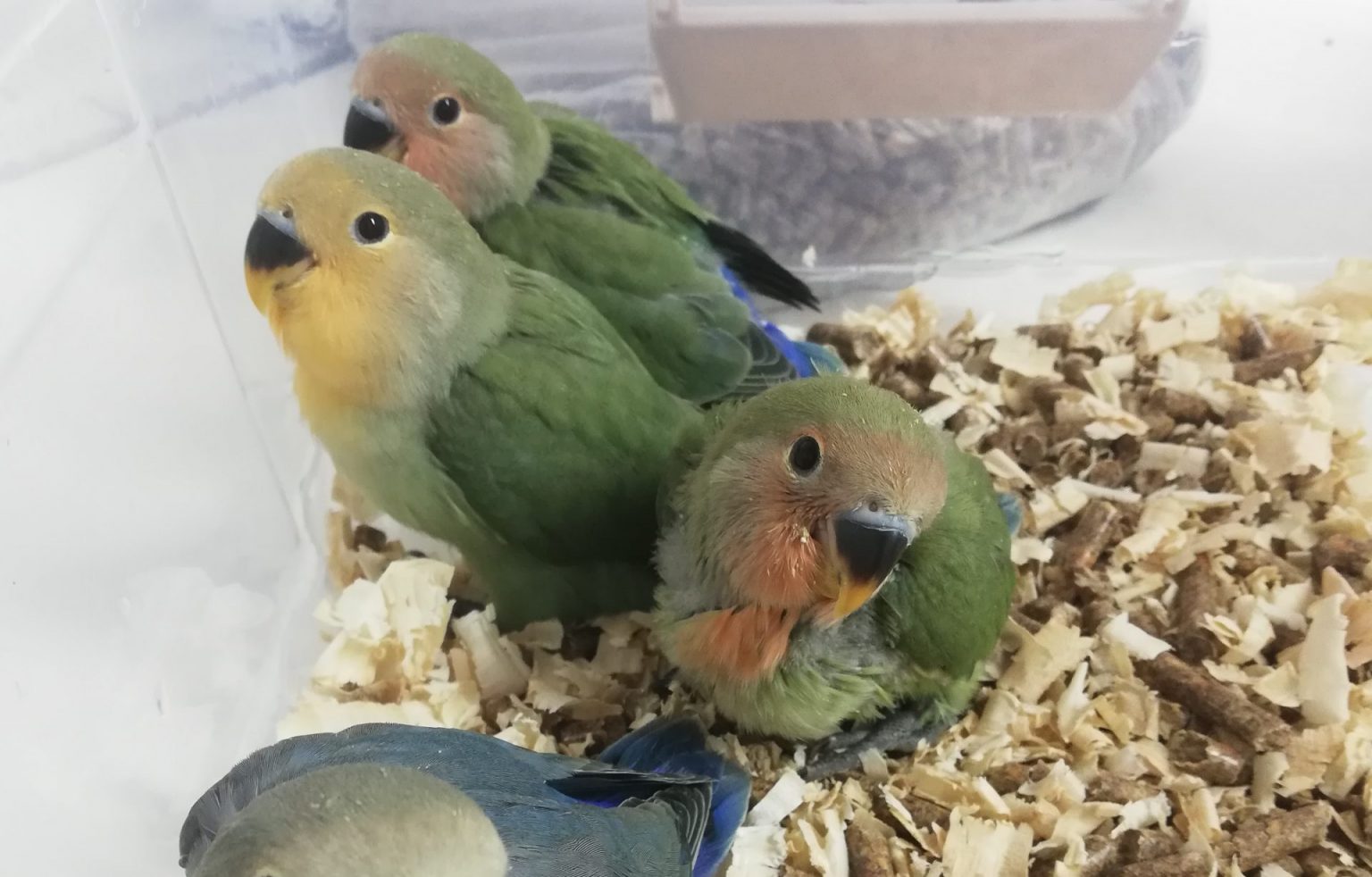 Acompanhamento de Coleções e Criadores