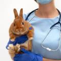 Esterilização e Castração em Coelhos?
